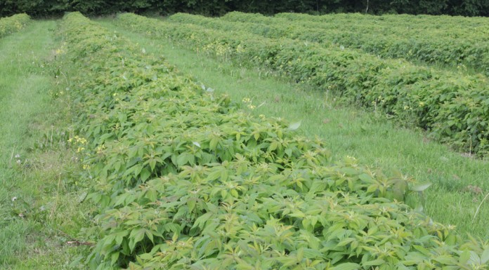 Zagrożenia w uprawie malin