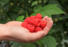 Uprawa malin pod osłonami, cz. I