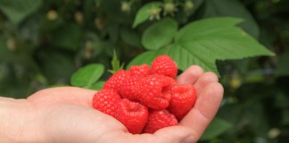 Uprawa malin pod osłonami, cz. I