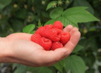 Uprawa malin pod osłonami, cz. I