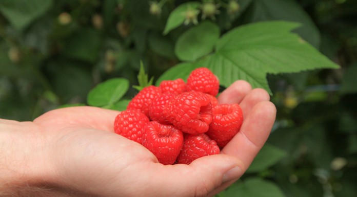 Uprawa malin pod osłonami, cz. I