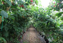 Uprawa malin pod osłonami, cz. II