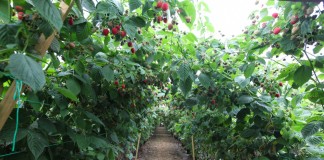 Uprawa malin pod osłonami, cz. II