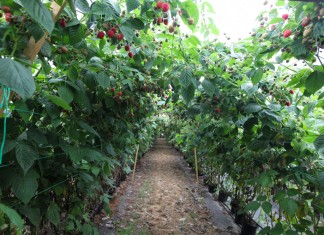 Uprawa malin pod osłonami, cz. II