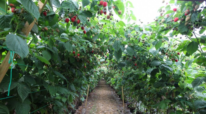 Uprawa malin pod osłonami, cz. II