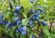 Szansa na eksport jagody kamczackiej