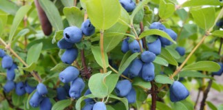 Szansa na eksport jagody kamczackiej