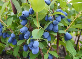 Szansa na eksport jagody kamczackiej