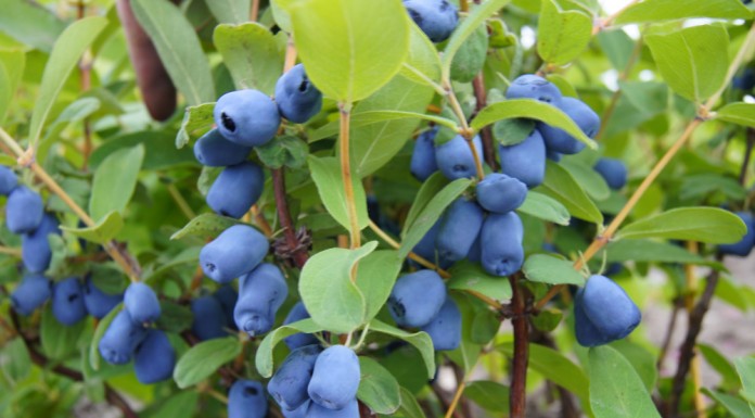 Szansa na eksport jagody kamczackiej