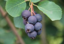 Konferencja o Świdośliwie w ramach TSW 2016 już 14 stycznia