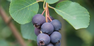 Konferencja o Świdośliwie w ramach TSW 2016 już 14 stycznia