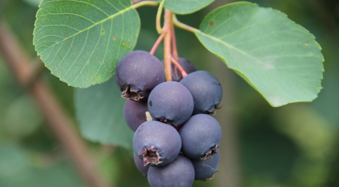 Konferencja o Świdośliwie w ramach TSW 2016 już 14 stycznia