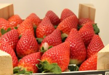 Pierwsze truskawki odmiany ‘Fortuna’ właśnie trafiły na włoski rynek
