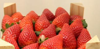 Pierwsze truskawki odmiany ‘Fortuna’ właśnie trafiły na włoski rynek