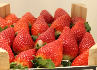 Wczesne truskawki z Hiszpanii bardzo tanie, ale są dobre perspektywy