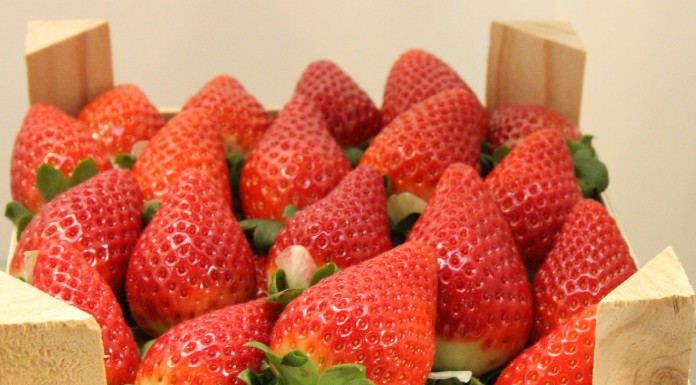 Uprawa truskawek w Maroku