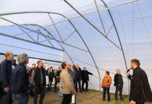 Tunele gotyckie z 50-tki dla krzewów i truskawek