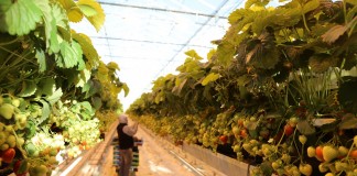 Delphy to nowa nazwa dla DLV Plant oraz GreenQ!