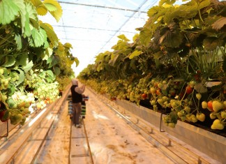 Delphy to nowa nazwa dla DLV Plant oraz GreenQ!