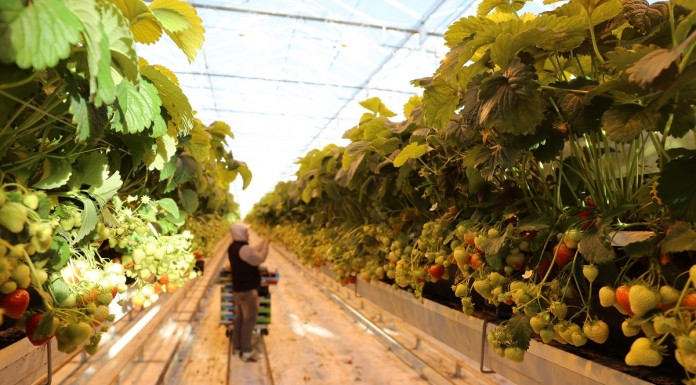 Delphy to nowa nazwa dla DLV Plant oraz GreenQ!