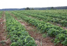 Nowe zasady nabywania ziemi