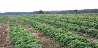 Nowe zasady nabywania ziemi