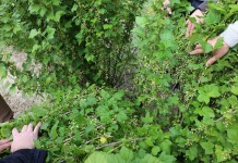 Czarna porzeczka przed sezonem – informacje z MRIRW