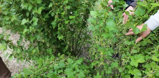 Czarna porzeczka przed sezonem – informacje z MRIRW