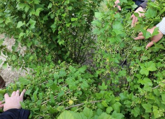 Czarna porzeczka przed sezonem – informacje z MRIRW