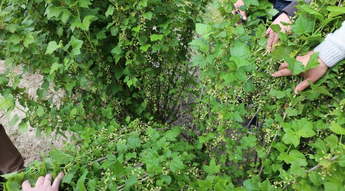 Czarna porzeczka przed sezonem – informacje z MRIRW