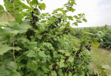 Przyszłość uprawy czarnej porzeczki w Polsce