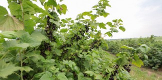 Przyszłość uprawy czarnej porzeczki w Polsce