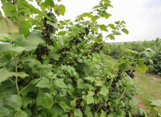 Przyszłość uprawy czarnej porzeczki w Polsce