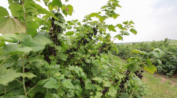 Przyszłość uprawy czarnej porzeczki w Polsce