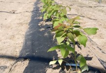 Uprawa malin z sadzonek doniczkowanych