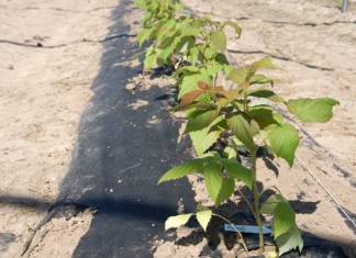 Uprawa malin z sadzonek doniczkowanych