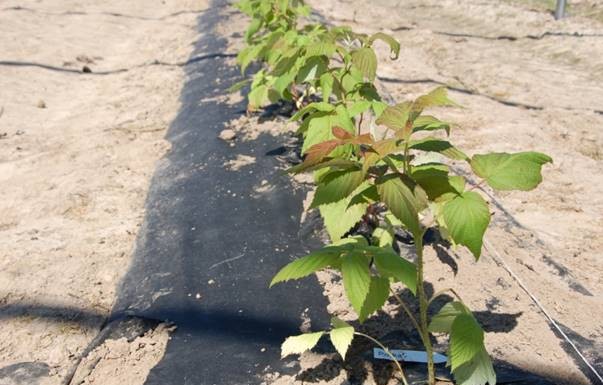 Uprawa malin z sadzonek doniczkowanych