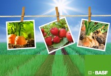 Nowe możliwości do zwalczania chwastów w jagodowych