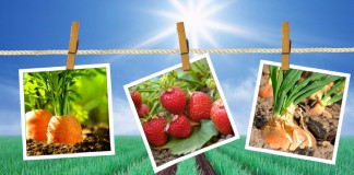 Nowe możliwości do zwalczania chwastów w jagodowych