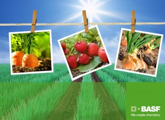 Nowe możliwości do zwalczania chwastów w jagodowych