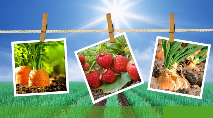 Nowe możliwości do zwalczania chwastów w jagodowych