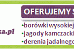 superborowka_luty