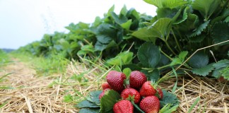 Uwaga producenci truskawek – nowe możliwości i wspólne szkolenia w ramach Grupy Truskawkowej Osadkowski SA 2016