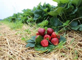 Uwaga producenci truskawek – nowe możliwości i wspólne szkolenia w ramach Grupy Truskawkowej Osadkowski SA 2016