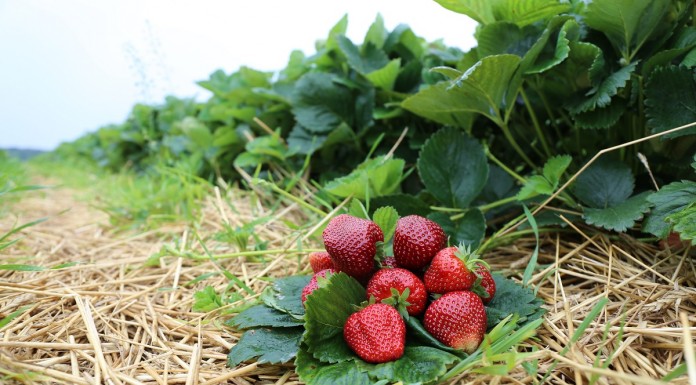 Uwaga producenci truskawek – nowe możliwości i wspólne szkolenia w ramach Grupy Truskawkowej Osadkowski SA 2016