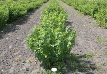 I Ogólnopolskie Spotkanie Plantatorów Porzeczki Czarnej w Wojciechowie