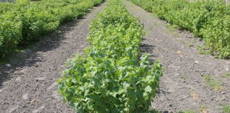 I Ogólnopolskie Spotkanie Plantatorów Porzeczki Czarnej w Wojciechowie