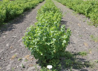 I Ogólnopolskie Spotkanie Plantatorów Porzeczki Czarnej w Wojciechowie