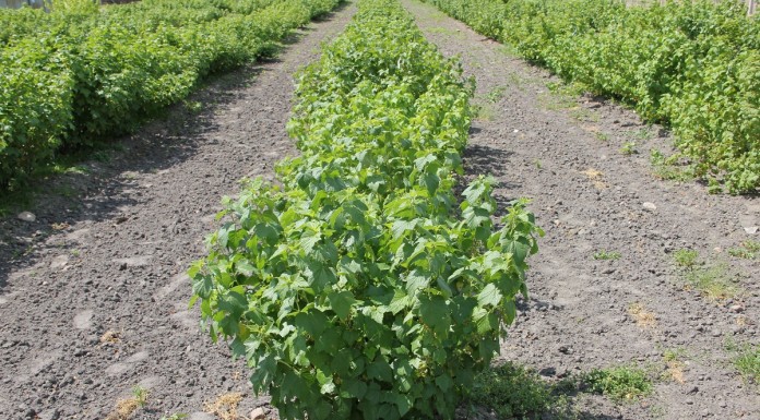 I Ogólnopolskie Spotkanie Plantatorów Porzeczki Czarnej w Wojciechowie
