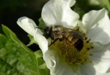 Budujemy populację owadów zapylających® w sezonie 2016
